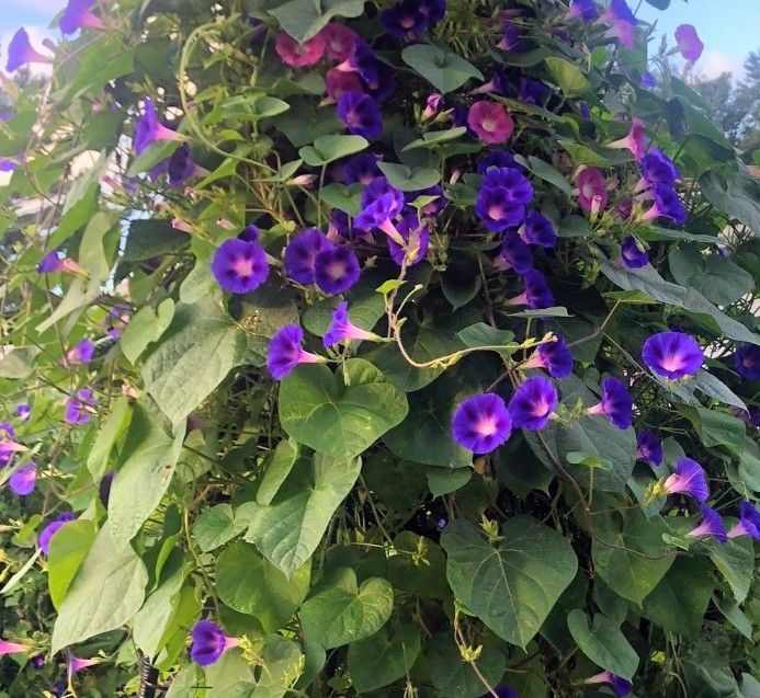 Morning Glory Plant