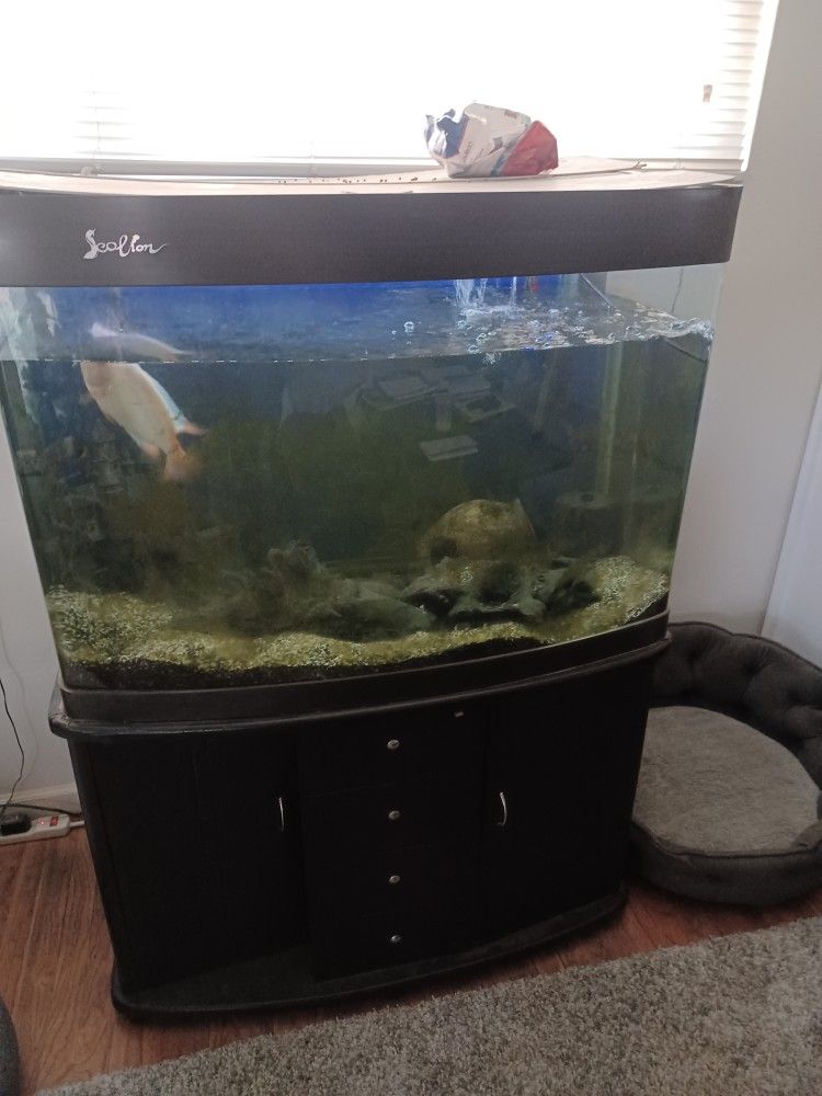 Sea Lion Glass Bow Front 100 Gallons 39in Wide X 28in H X 22in Deep With Stand 325.00