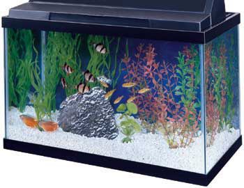10 gallon used fish tank
