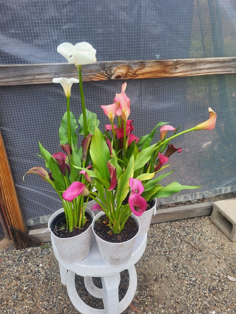 Calla Lily Plants 6" Pot $5 Each