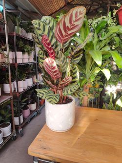 Calathea Peacock