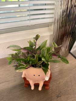 Cute Ghost Rocking Chair Planter with drainage and Live Spiderwort (tradescantia) Plants 🌿👻