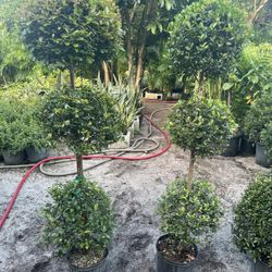 Triple Ball Topiary Eugenia In 3 gls Pot. SPECIAL PRICE🤩 $35 Each