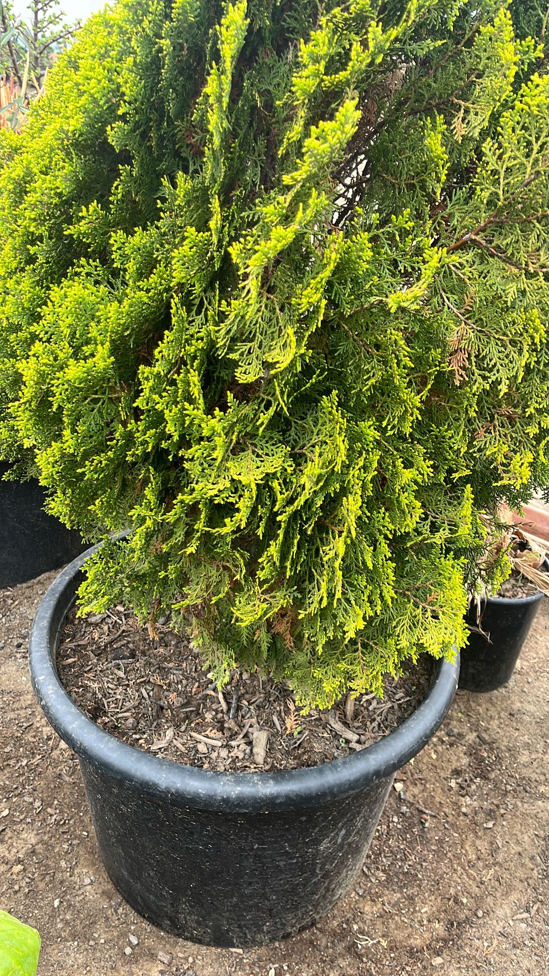 Arborvitae Green Giant - Stadler Nurseries Arborvitae 