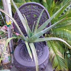 Real Aloe Vera plant 🌵