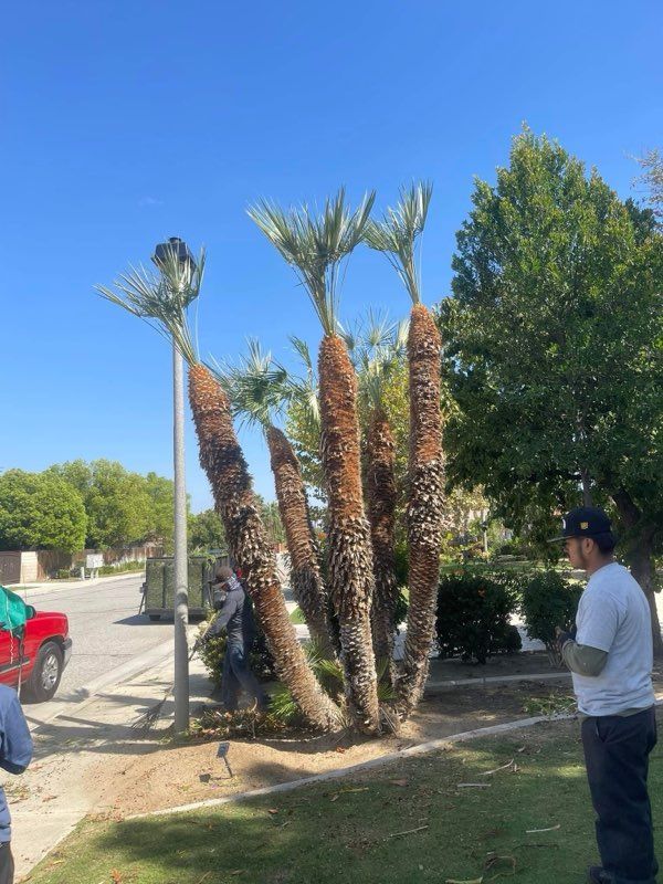 Tree Clean