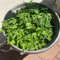 Papaya Plants 