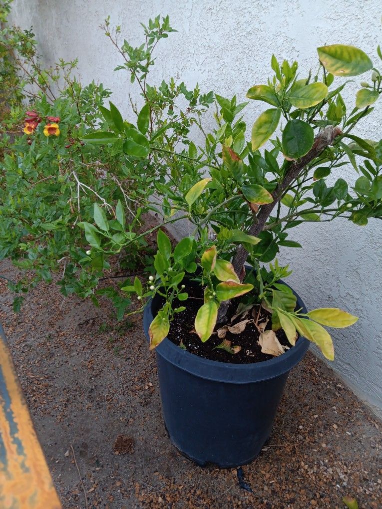 Naranja En Maseta De 15 Galones