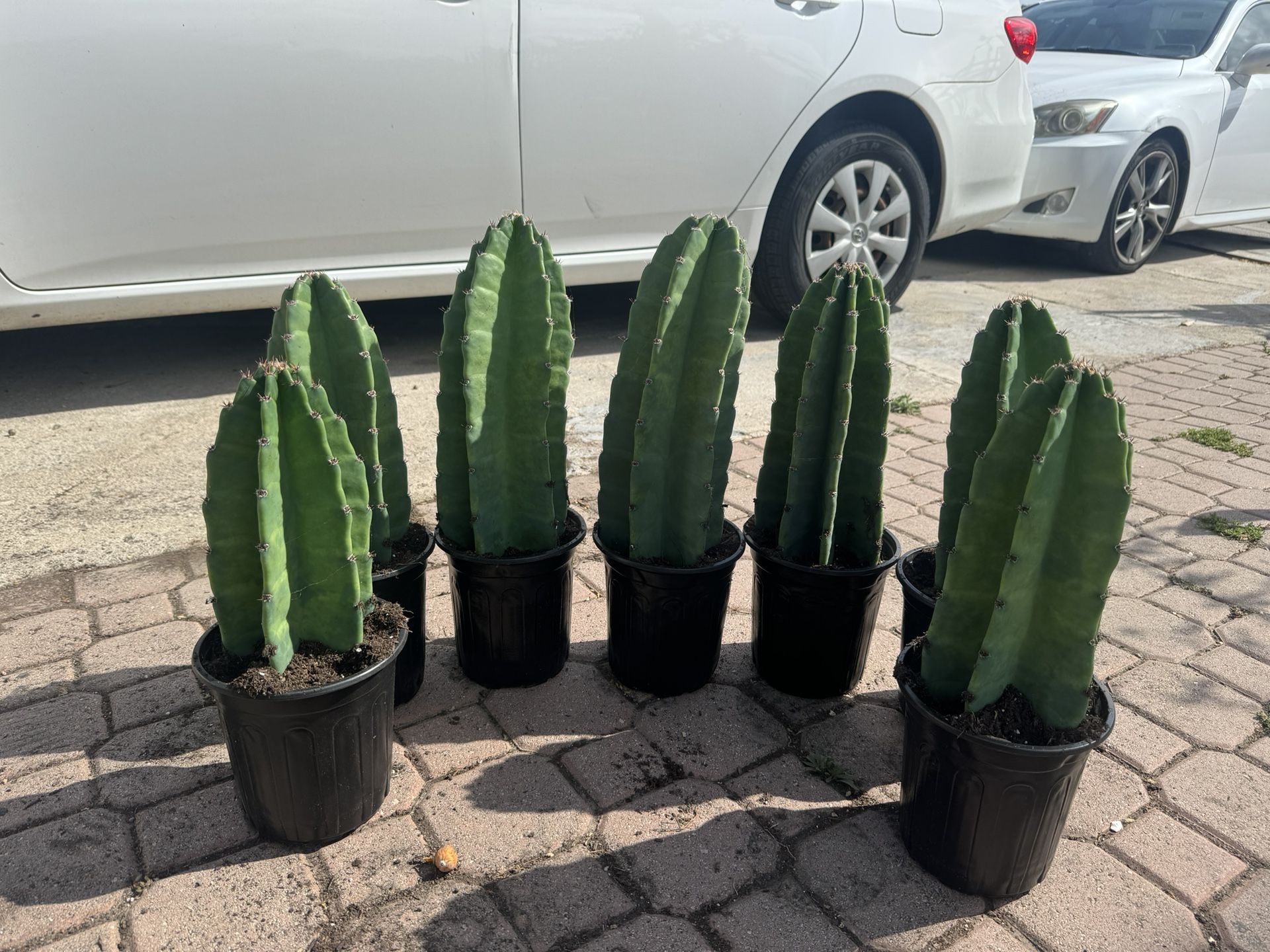 Peruvian Cactus
