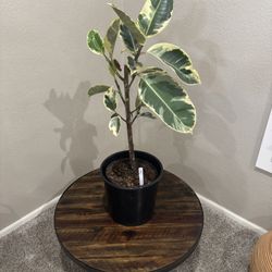 Potted Variegated Ficus Rubber Tree