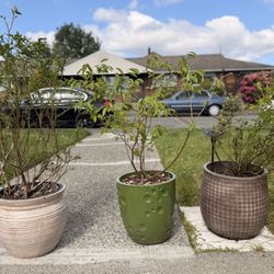 Mature Established Blueberry Plants, $30 Each Potted Fruit Producing Every Year For The Past Three Years