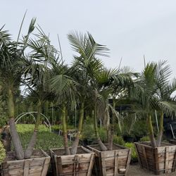 King Palm Trees