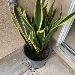 Snake Plant 