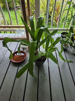 Crinum Lily