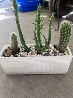 Cactus
