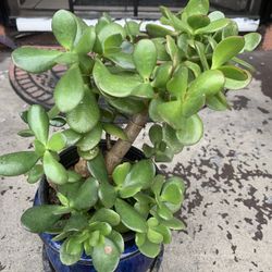 Jade Plant