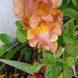 Gold color bearded iris. Flowers in spring to summer Small Plant $5, Bigger Ones $15 To $25 Per Pot..