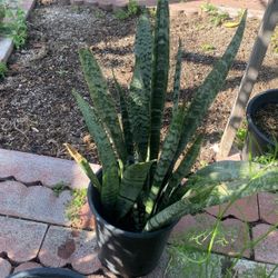 Snake Plant $8 Each In 5 Gallon Pot 