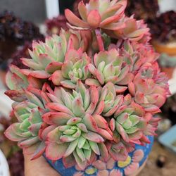 Echeveria Luella Variegated Crested