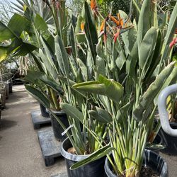 Strelitzia Reginae , bird of paradise plant 15gal. $45 each 
