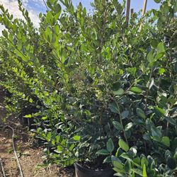 ligustrum japonicum hedge Or Private 