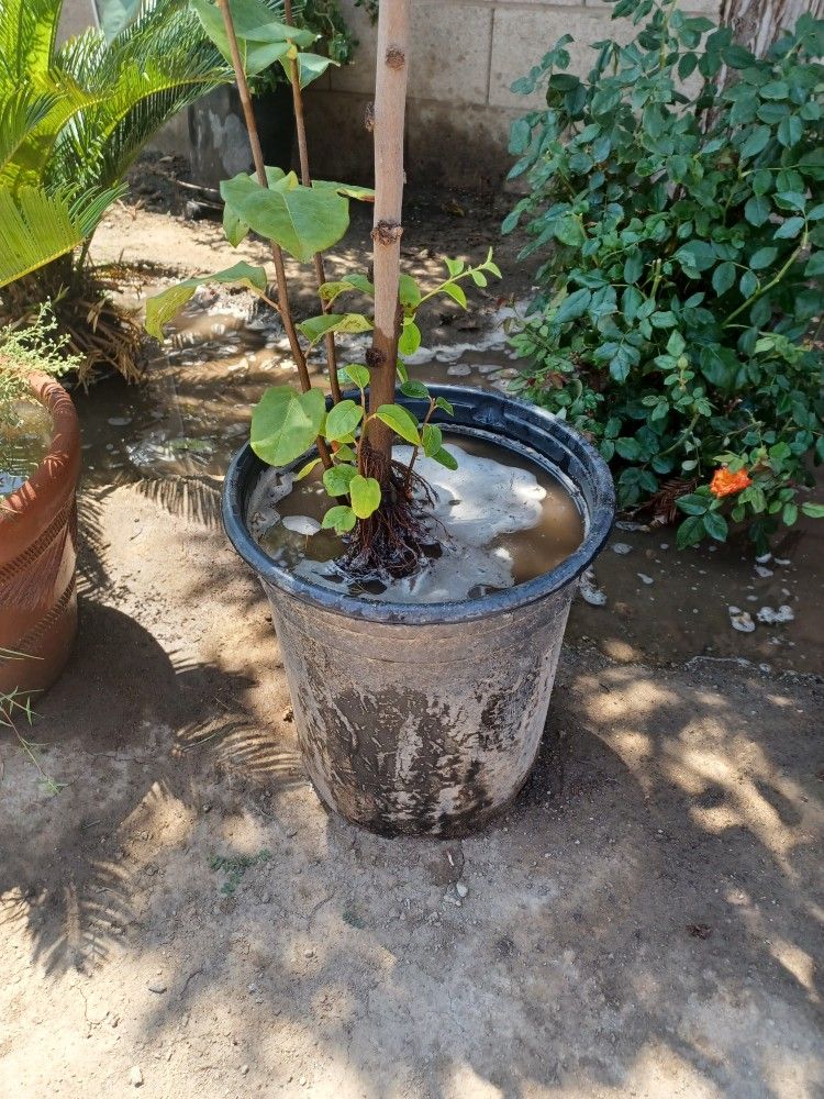 Quince Tree (Membrillo)