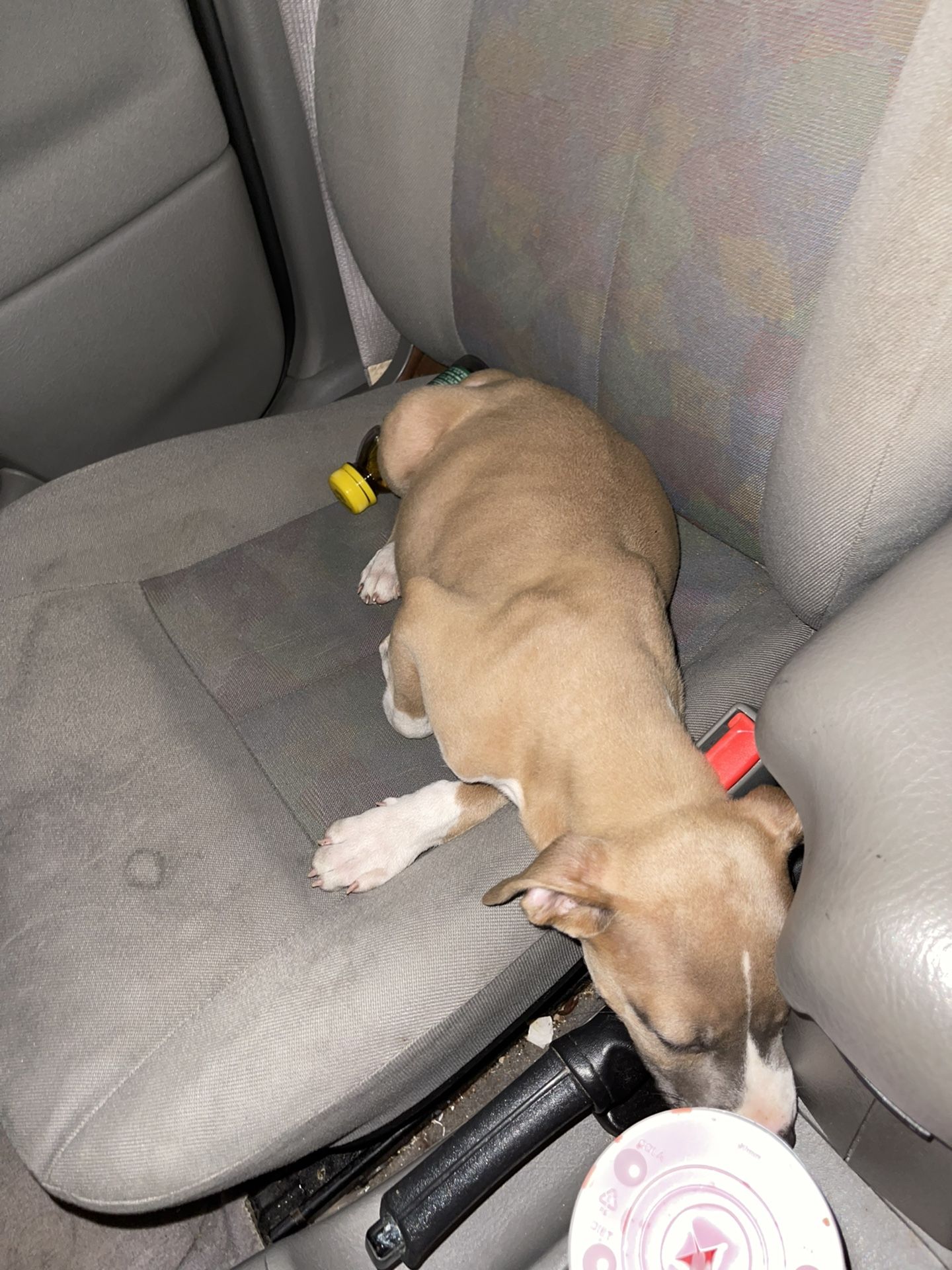 Pup
