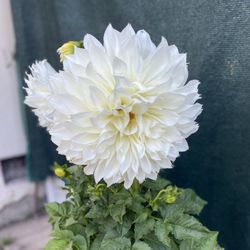 Planta De Flor De Dhalia , Es planta Para Patio Con Sol Y Sombra Esta En Maceta De 5 Gallones Pick Up Only