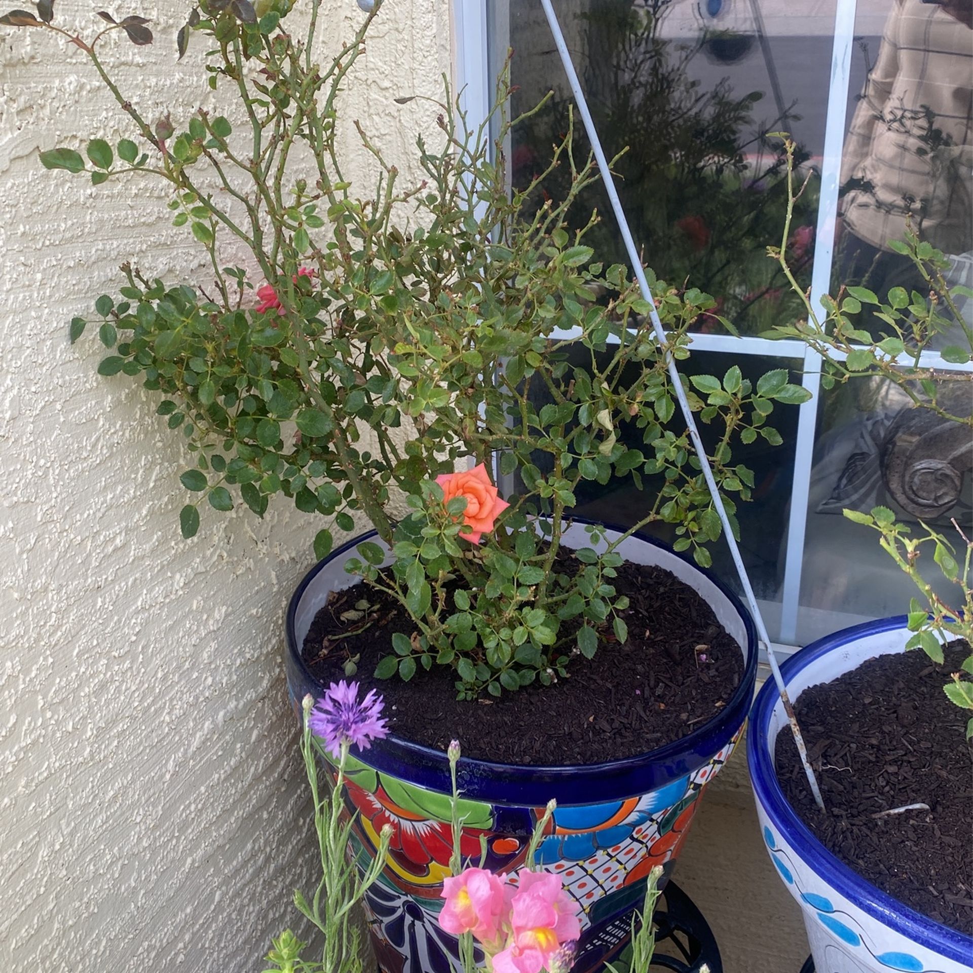 Salmon Rose Bush And Pot