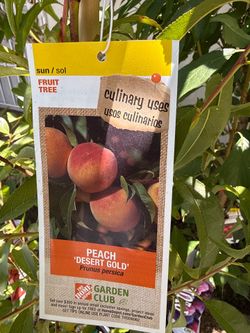 Mango tree
