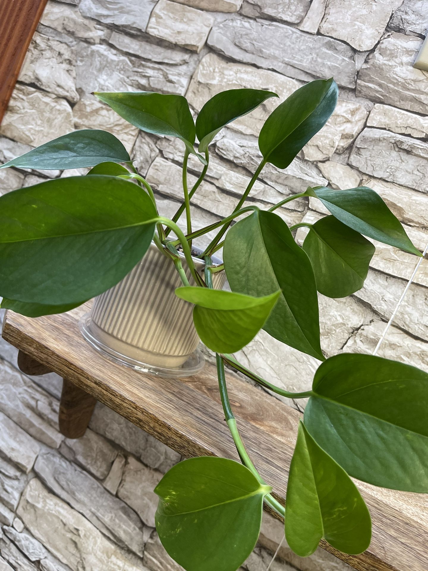 Well Established Philodendron House Plant In Ceramic Pot 4"H .