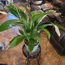 2ft 2in Tall Live Peace Lilly Plant In New 7in Pot With Plate And Stones
