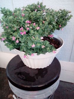 Sweet pea shrub in white planter