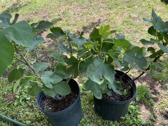 Brown Turkey Fig plant 20 inches -multi branches-Ready for fruiting