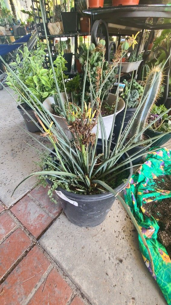 Moving Sale Want To Sell My Plants