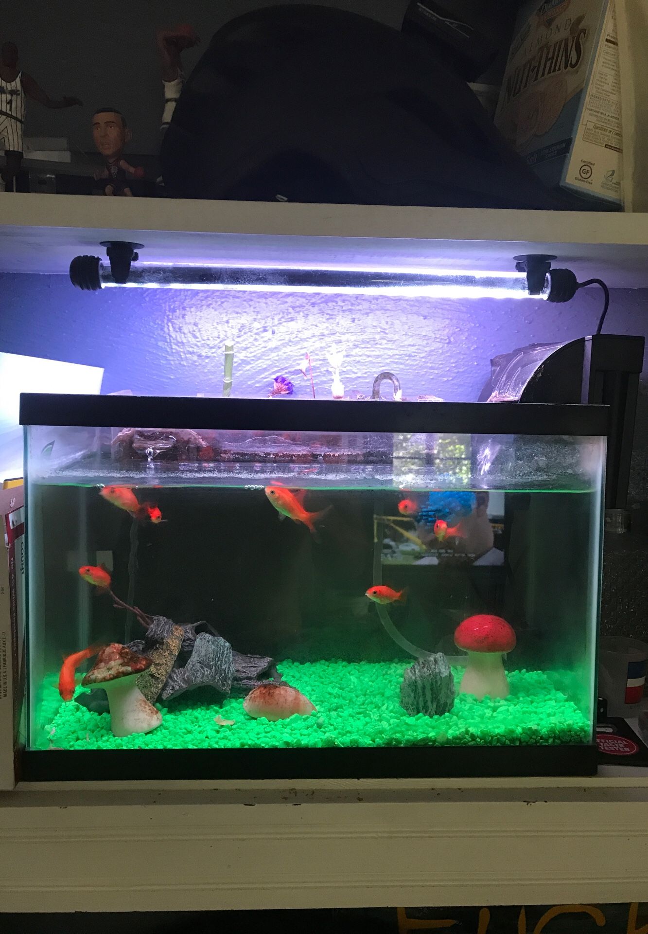 10 gallon fish tank with aquaponics garden