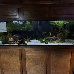 185 Custom(like New) Tank 