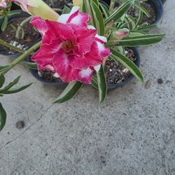 Desert Roses For Sale 