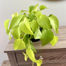 Neon Pothos