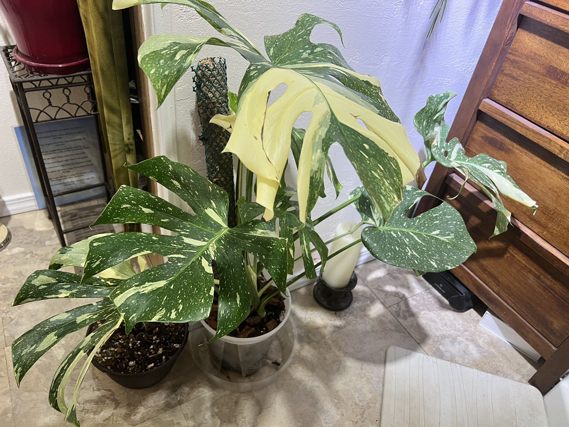 Thai Constellation Large Double Plant