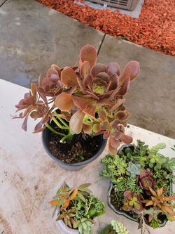 Aeonuim succulent plant