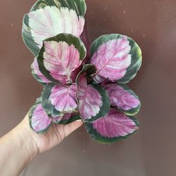 4” calathea rosy
