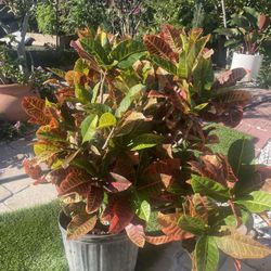Croton, Petra, in 7  Gallons Very Beautiful Plant