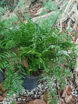 Macho ferns Sale! $15🪴