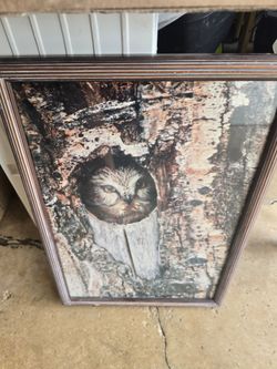 Framed Owl in Tree Hollow Photo Print