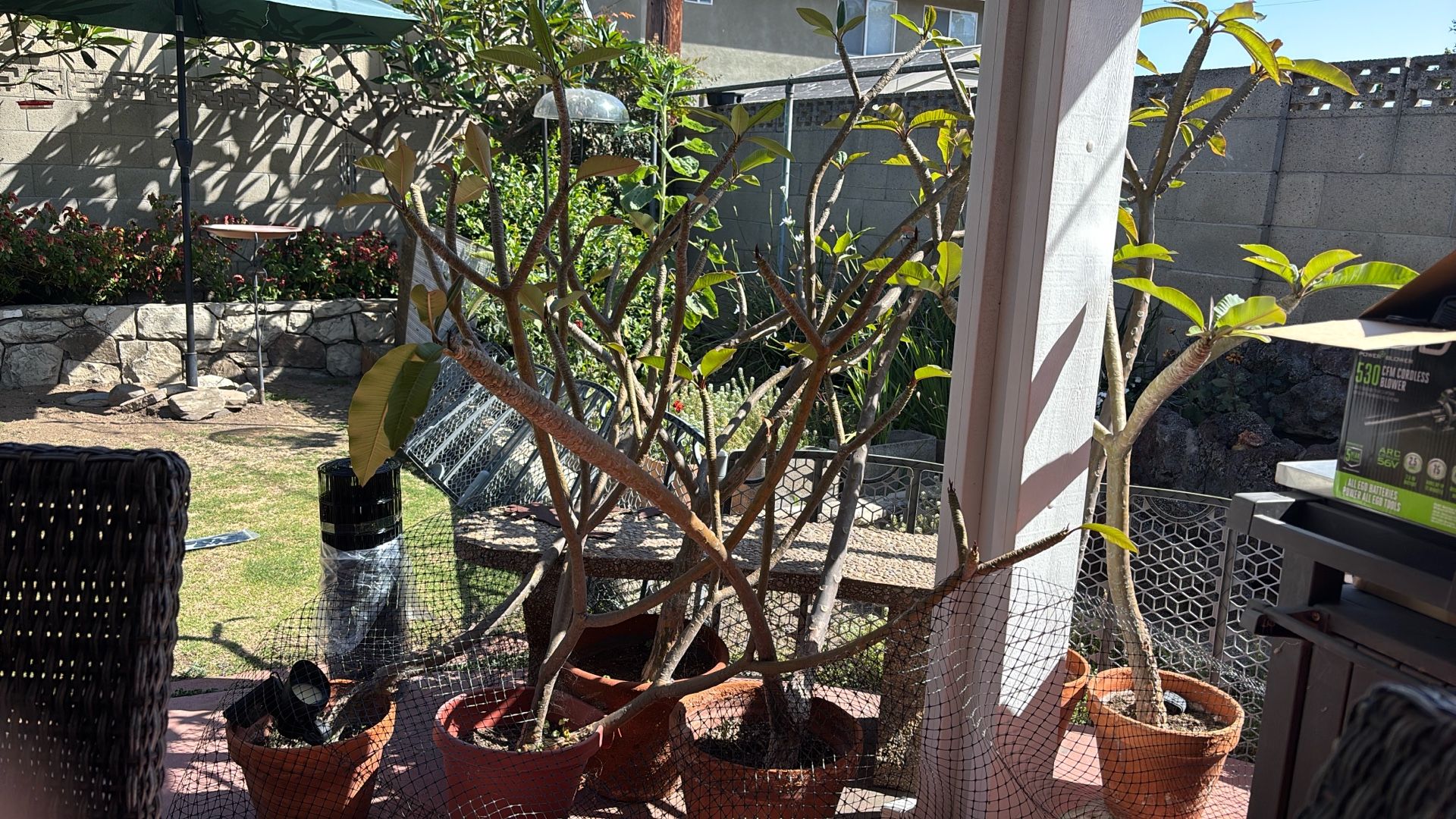 4-5 Foot White Plumerias .