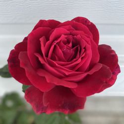 Rose Bush Plant, In 5 Gallóns Por Pick Up Only