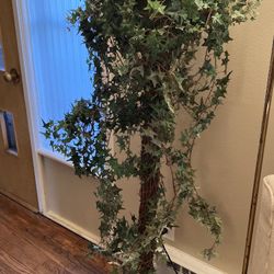 Beautiful Ivy Topiary Tree