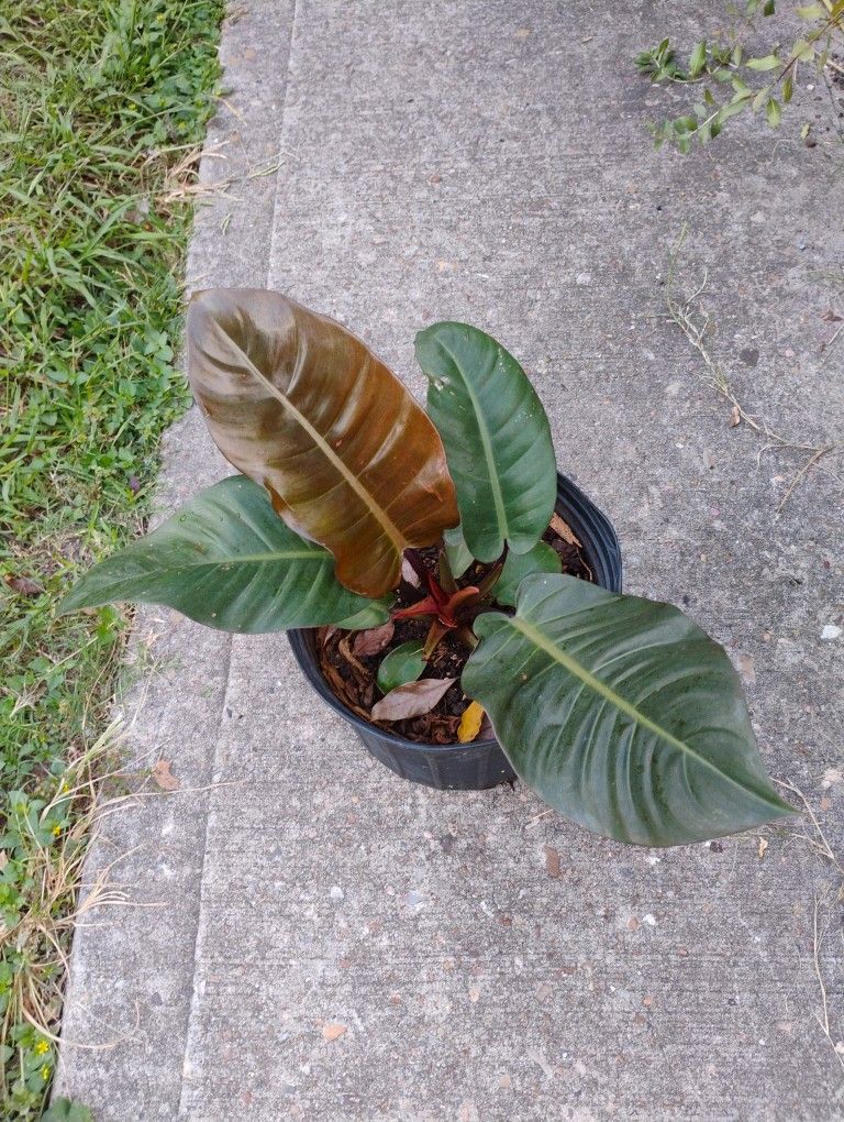 Philodendron Black Cardinal Plant 