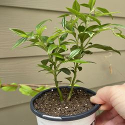 Sarcococca (Sweet Box) Evergreen Fragrant Perennial Shrub, Blooms In Winter .
